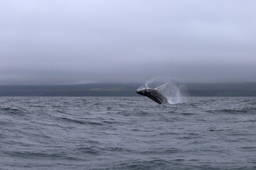 Fototapeta premium A humpback whale (Megaptera novaeangliae) jumping near the town of Husavik in Iceland