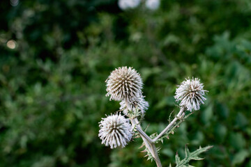 A variety of field plants and flowers in close-up. On stems and twigs with green leaves at different times of the year. Natural bouquets and useful herbs for folk medicine