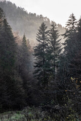 Autumn scene in misty forest, Big Fatra, Slovakia