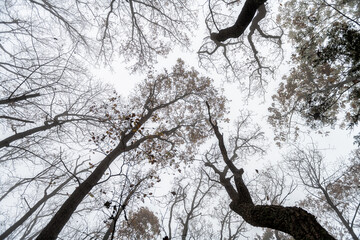 Looking up low angle view on trees branches in morning fog, foggy weather on Cedar Cliffs hiking trail, Wintergreen Resort ski town in Virginia