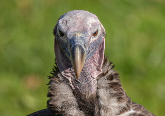 adult Griffon vulture gets a close up head shot