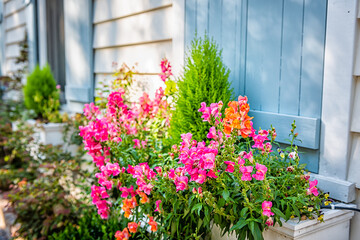 Fototapeta na wymiar Pastel blue color window and pink orange flowers in planter as decorations on sunny summer day architecture in Charleston, South Carolina