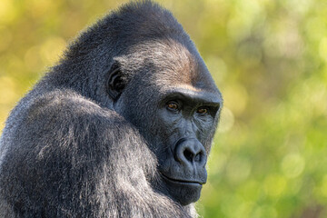 adult silver back gorilla gets a close up on a sunny day