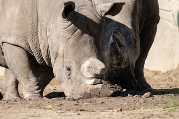 Obraz premium adult white rhino enjoys relaxing in the mud on a sunny day