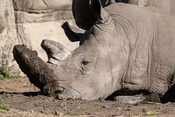 Obraz premium adult white rhino enjoys relaxing in the mud on a sunny day