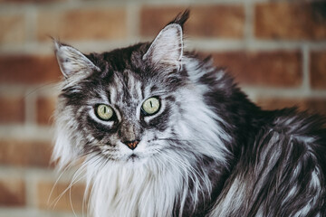Naklejka na ściany i meble Portrait d'un magnifique chat angora tigré gris de race main coon