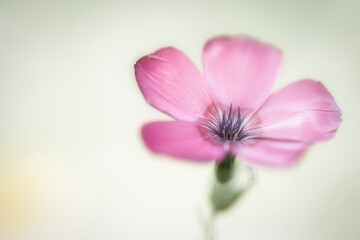 Fototapeta na wymiar Blüte eines Storchenschnabels