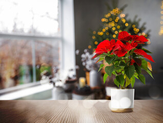 Christmas traditional poinsettia flower on table in decorated room, space for text