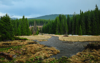 Sebes River flowing along wild pine forests - autumn season. Sureanu Mountains, Carpathia, Romania.