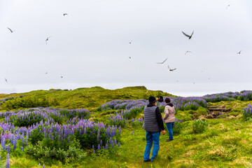 Arctic terns flying over humans to protect the nests on a field of Lupinus in Skalanes, near Seydisfjordur, Iceland during a cloudy summer day