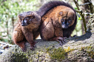Red bellied lemur © atosan