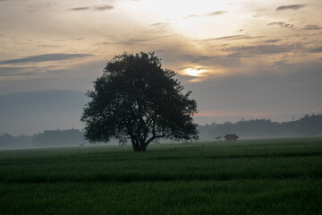 tree in the field