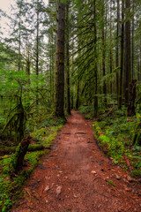 Mystical View of the Trail in Rain Forest during a foggy and rainy Fall Season. Alice Lake Provincial Park, Squamish, North of Vancouver, British Columbia, Canada.