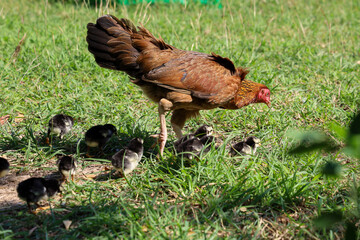 The fighting hen and baby cock eat food in garden at thailand