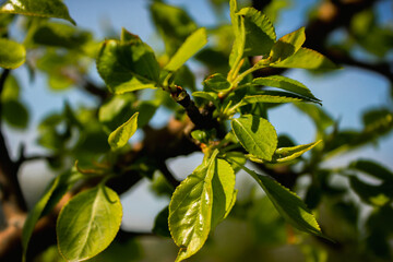 green leaves against blue sky