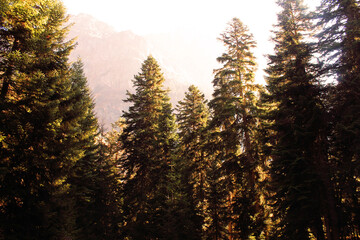 sunset in the forest