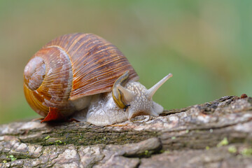 Weinbergschnecke auf dem Waldboden	