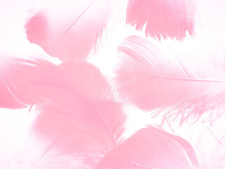 Fototapeta na wymiar Beautiful abstract light pink feathers on white background, white feather frame texture on pink pattern and pink background, love theme wallpaper and valentines day