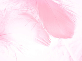 Fototapeta na wymiar Beautiful abstract light pink feathers on white background, white feather frame texture on pink pattern and pink background, love theme wallpaper and valentines day