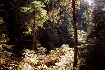 forest in autumn