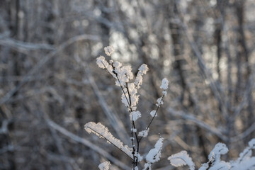 Shrubs in winter on the background of snow