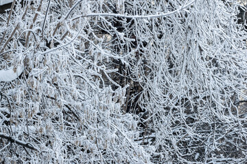 Winter landscape tree branches covered with frost