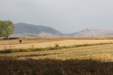 Obraz premium field of wheat