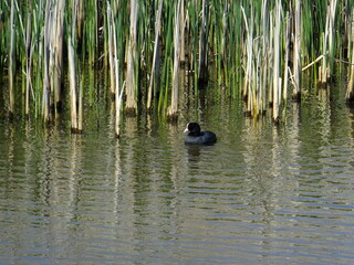 Tudor Schleurholts eend