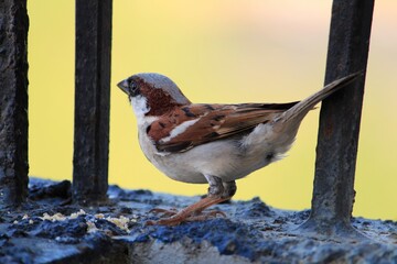 Female home sparrow