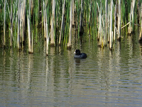 Tudor Schleurholts eend