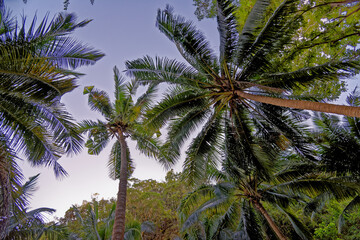 Fototapeta na wymiar Low angle view of palm tree