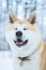 Akita Inu in a winter decor