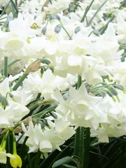 Sierkussen Tudor Schleurholts bloemen © Tudor Schleurholts