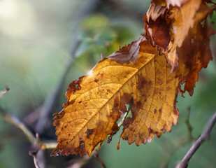 Trockenes Blatt im Sonnenschein