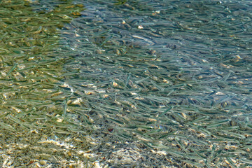 Huge school of anchovies swimming