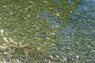 Huge school of anchovies swimming