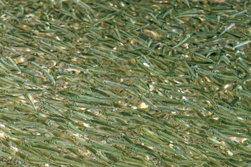 Huge school of anchovies swimming