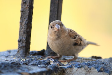 sparrow on a wire