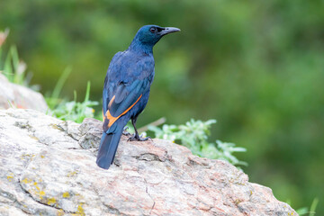 Red-winged starling on a rock in the mountain