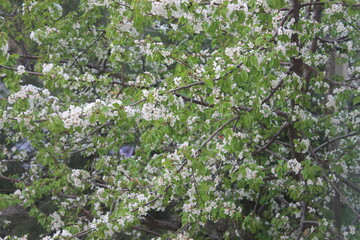 green moss background