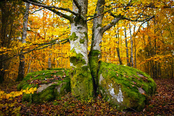 tree between the rocks