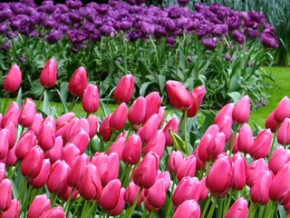 Foto auf Alu-Dibond Tudor Schleurholts Blumen © Tudor Schleurholts