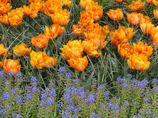 Gordijnen Tudor Schleurholts bloemen © Tudor Schleurholts