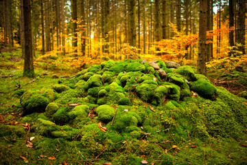 Moss covered Rocks