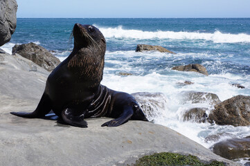 Fototapeta premium Beautiful sea lion poses on the shore