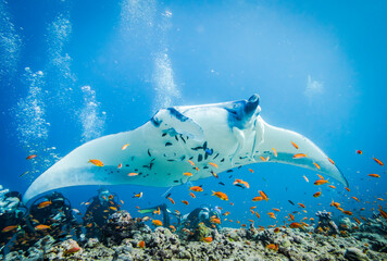 Huge Manta Ray with Clingfish over the bottom of the Indian ocean - obrazy, fototapety, plakaty