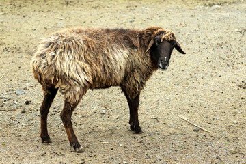 sheep, mammal, aries
