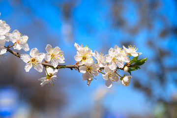 White tree flowers in spring. Cherry tree flowers. Close-up. Selective focus.