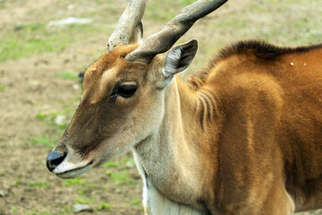 Horned animal, Antelope canna, eland
