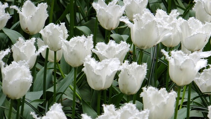 Tudor Schleurholts bloemen